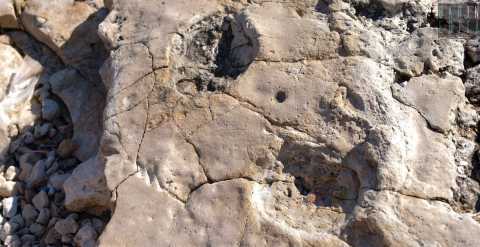 Bari, orme di dinosauro rinvenute sulla costa di Santo Spirito: In una si distinguono le dita